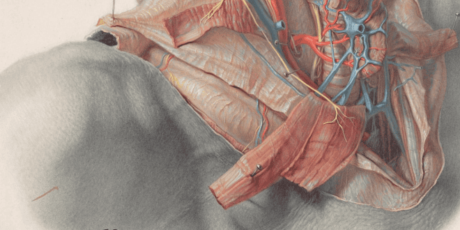 From Routine to Murder: Anatomy in Nazi Germany and Its Legacies for Today
